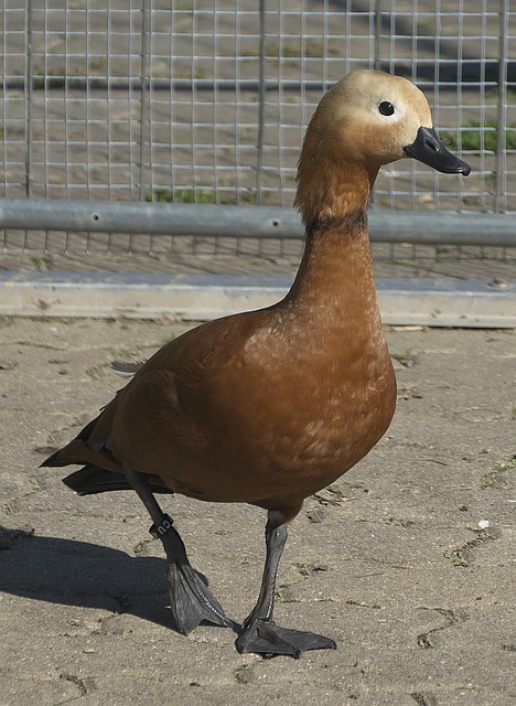 它通过可再