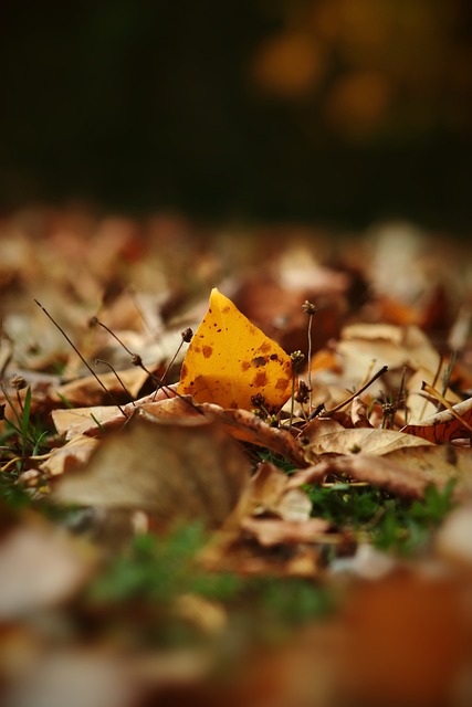 杯的举办地 杯的举办地