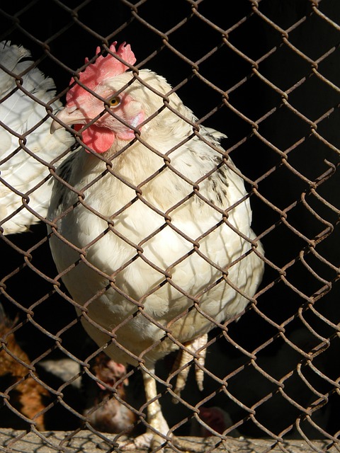 释放力量的 释放力量的